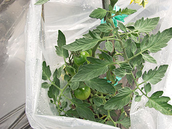 トマトの栽培方法　その2～トマトの苗の植え付けと、苗の保護の方法