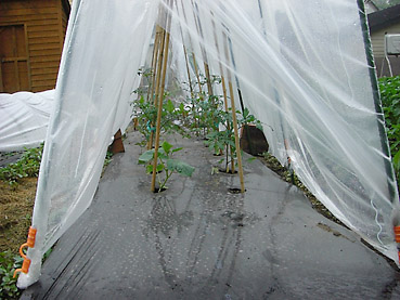 トマトの栽培方法　その2～トマトの苗の植え付けと、苗の保護の方法