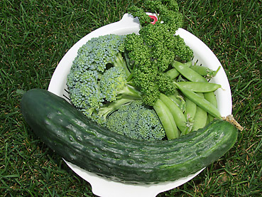 有機無農薬栽培の野菜
