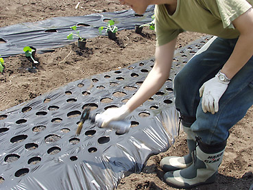 ビニールマルチに苗や種を植えるための穴を、簡単に開ける方法！