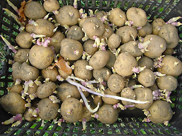 有機ジャガイモの栽培方法　その1～種芋の準備