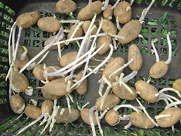 有機ジャガイモの栽培方法 その1 種芋の準備 家庭菜園での有機無農薬栽培の方法