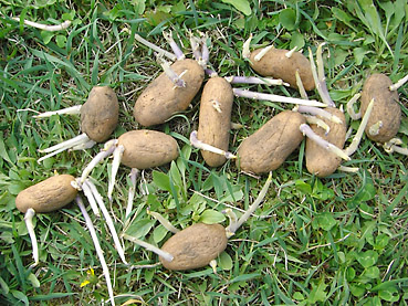 有機ジャガイモの栽培方法　その1～種芋の準備