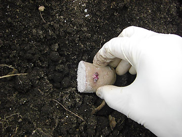 有機ジャガイモの栽培方法　その2～種芋の植え付け