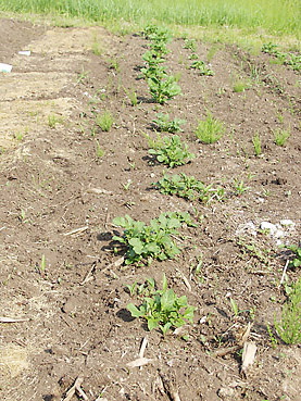 有機ジャガイモの栽培方法　その3～芽かきと土寄せが重要