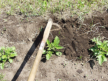 有機ジャガイモの栽培方法　その3～芽かきと土寄せが重要