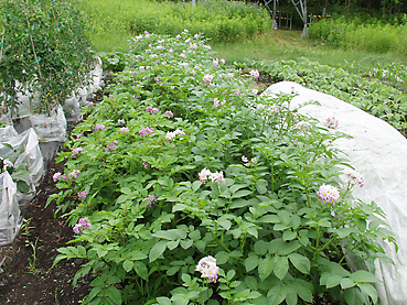 有機ジャガイモの栽培方法　その4～ジャガイモの花を楽しむ