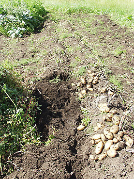 有機ジャガイモの栽培方法　その6～秋の収穫と保存方法