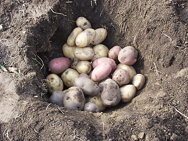有機ジャガイモの栽培方法　その6～秋の収穫と保存方法