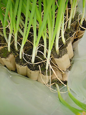 タマネギの電子栽培方法　その2～苗の植え付け方法