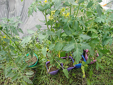 トマトの栽培方法　その1～苗の植え付け